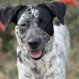 Entry image for Bean