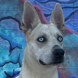 Entry image for Luna 