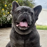 Entry image for Romeo