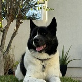 Entry image for Kobe