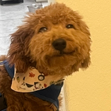 Entry image for Willie B. 