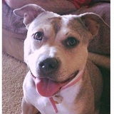 Entry image for Bellatrix