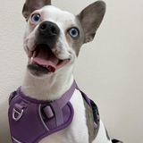 Entry image for Lyla