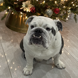 Entry image for Porkchop