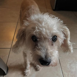 Entry image for Samson