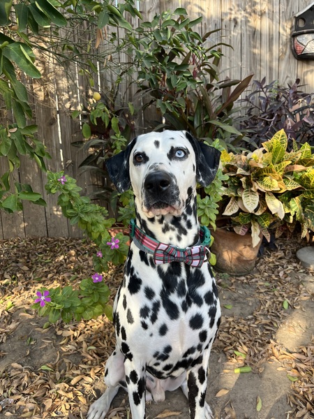 Entry image for Derek. Clicking this image will show a larger photo