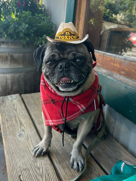 Entry image for Pugo. Clicking this image will show a larger photo