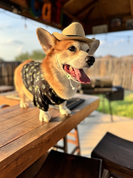 Entry image for Sammy the Tejano Corgi. Clicking this image will show a larger photo