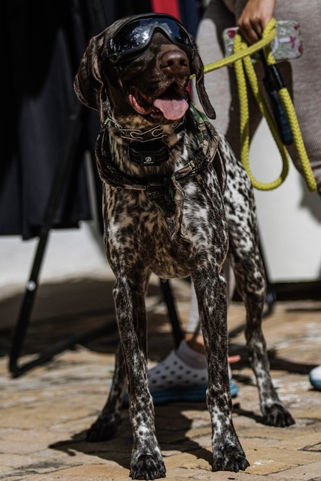 Entry image for Cooper. Clicking this image will show a larger photo