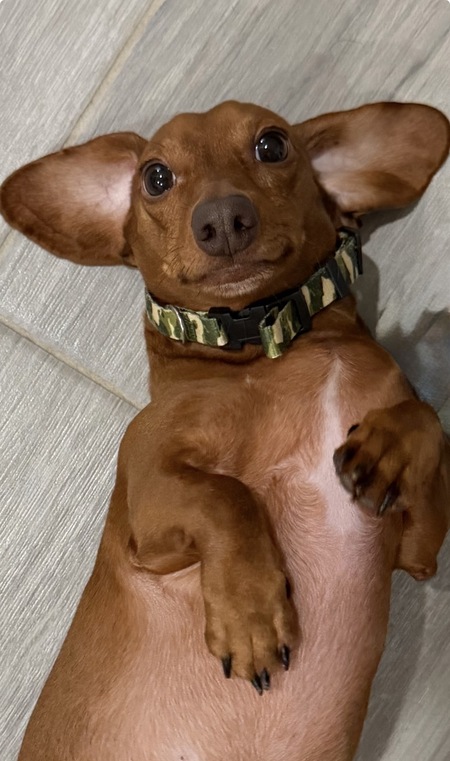 Entry image for Charlie . Clicking this image will show a larger photo