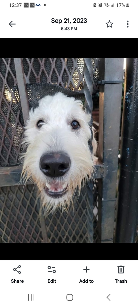 Entry image for Sage. Clicking this image will show a larger photo