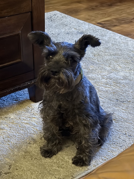 Entry image for Dakota Rodriguez. Clicking this image will show a larger photo