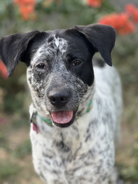 Entry image for Bean. Clicking this image will show a larger photo