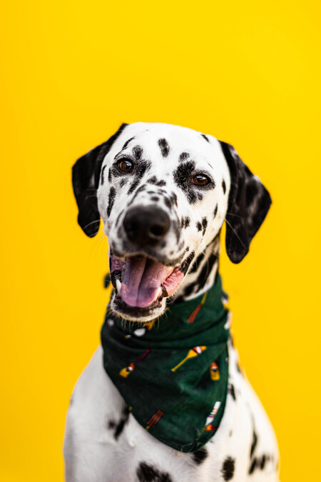 Entry image for Russell Spots. Clicking this image will show a larger photo