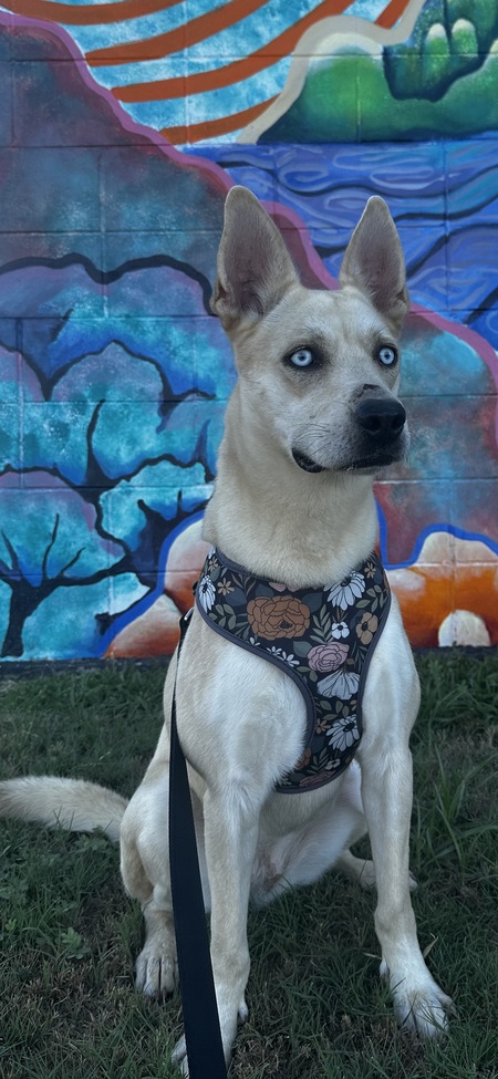 Entry image for Luna . Clicking this image will show a larger photo