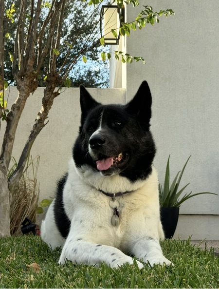 Entry image for Kobe. Clicking this image will show a larger photo