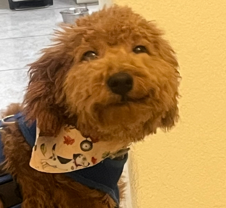 Entry image for Willie B. . Clicking this image will show a larger photo