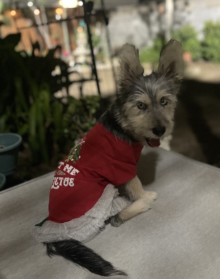 Entry image for Chispa Bonita . Clicking this image will show a larger photo