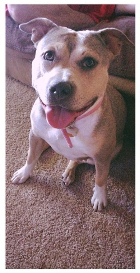 Entry image for Bellatrix. Clicking this image will show a larger photo