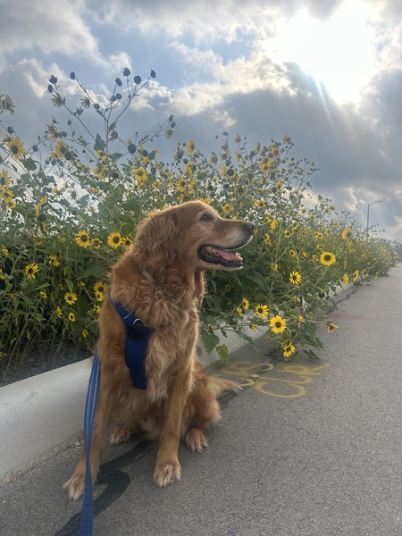 Entry image for Alfred Pennyworth. Clicking this image will show a larger photo