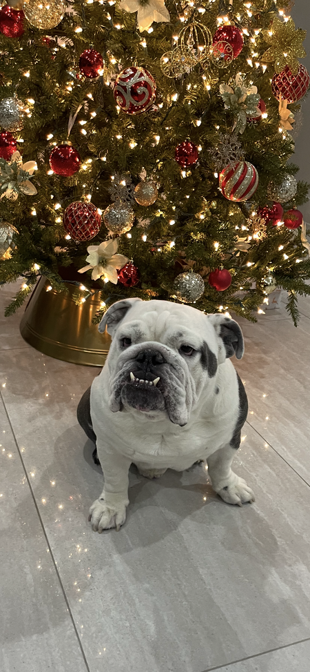 Entry image for Porkchop. Clicking this image will show a larger photo