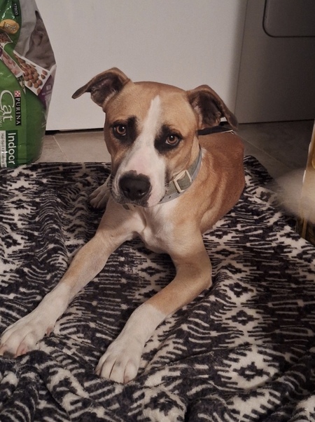 Entry image for Gin. Clicking this image will show a larger photo