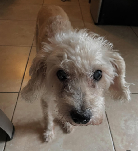 Entry image for Samson. Clicking this image will show a larger photo