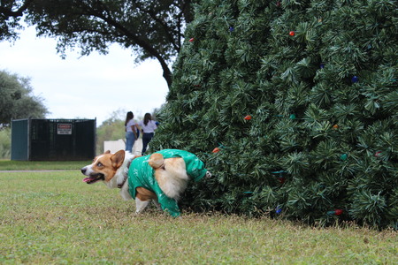 Entry image for Duke Eli. Clicking this image will show a larger photo