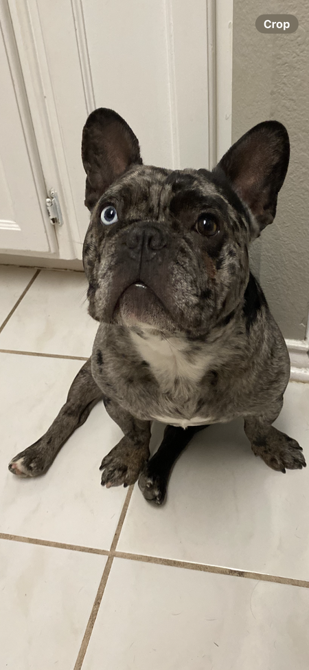 Entry image for KAI. Clicking this image will show a larger photo