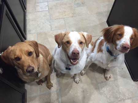 Trapper, Chloe, Gunner