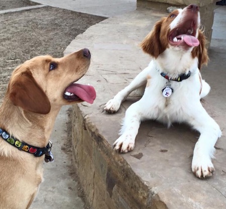 Trapper and Gunner