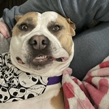 Entry image for Phoebe