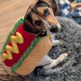 Entry image for Cashew