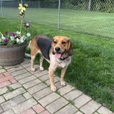 Entry image for Bailey