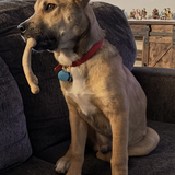 Entry image for Waylon