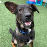 Entry image for Ollie