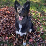 Entry image for Rocky