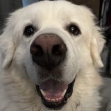 Entry image for Bob