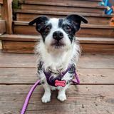 Entry image for Petunia