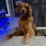 Entry image for Champ
