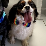 Entry image for Charlie
