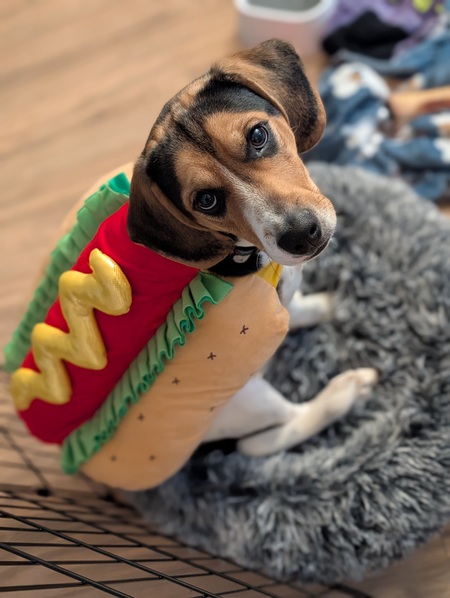 Entry image for Cashew. Clicking this image will show a larger photo