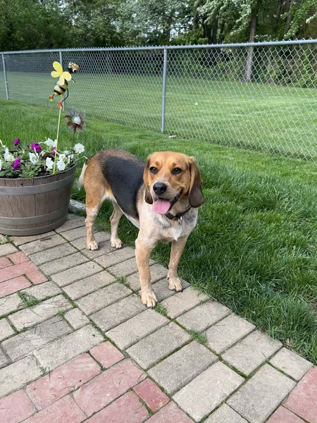 Entry image for Bailey. Clicking this image will show a larger photo