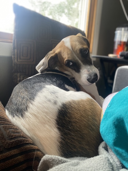 Entry image for Otis. Clicking this image will show a larger photo