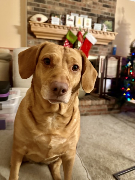 Entry image for Freya. Clicking this image will show a larger photo