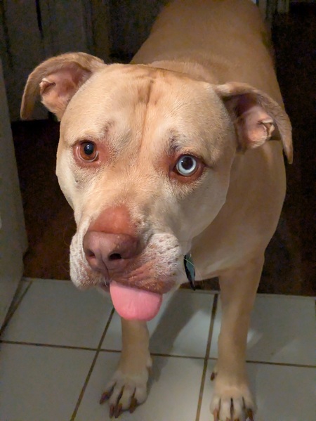 Entry image for Macy. Clicking this image will show a larger photo
