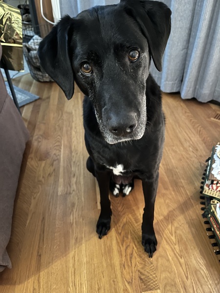 Entry image for Rosie. Clicking this image will show a larger photo