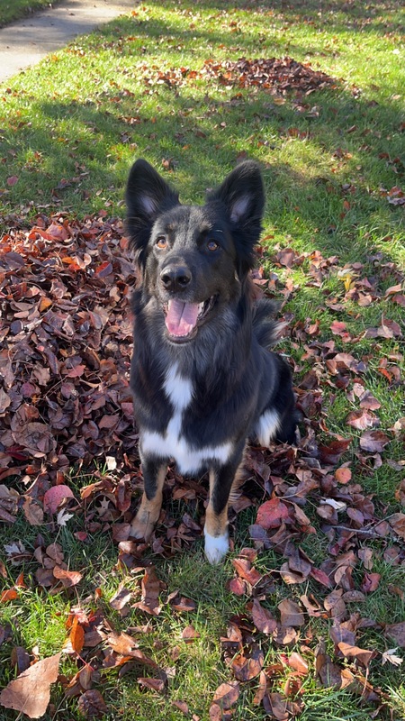 Entry image for Rocky. Clicking this image will show a larger photo