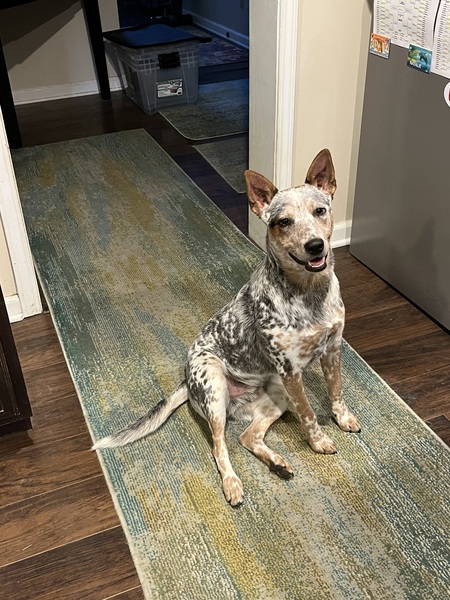 Entry image for Grady. Clicking this image will show a larger photo