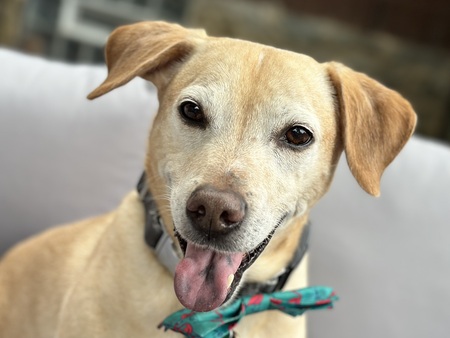Entry image for Milo. Clicking this image will show a larger photo